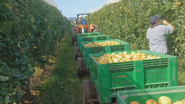 E’ il tempo delle mele, frutto proibito a causa…della siccità