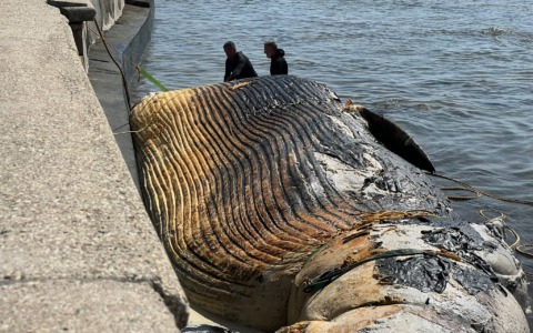 Carcassa balenottera spiaggiata alla Terrazza Mascagni