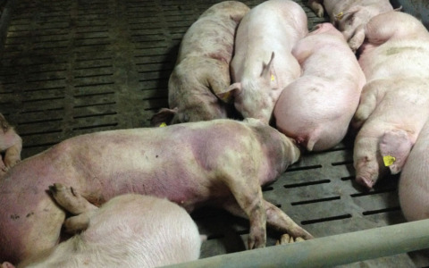 Peste suina, sette comuni toscani a rischio