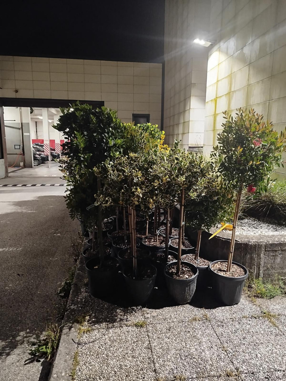 Furto nel vivaio, ladri colti sul fatto