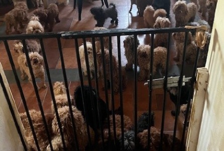 Prato, scoperto allevamento abusivo con quasi cento cani in una casa colonica