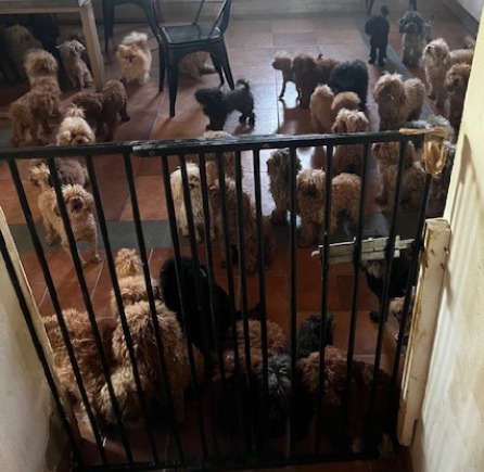Prato, scoperto allevamento abusivo con quasi cento cani in una casa colonica