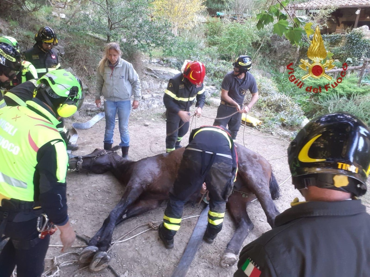 Arezzo, cavallo cade in un torrente. Spettacolare salvataggio dei Vigili del Fuoco