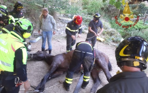 Arezzo, cavallo cade in un torrente. Spettacolare salvataggio dei Vigili del Fuoco