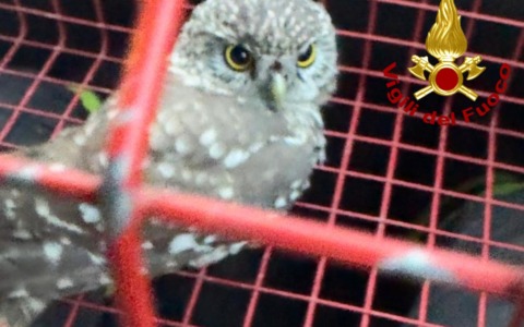 Civetta incastrata nel camino, liberato dai vigili del fuoco