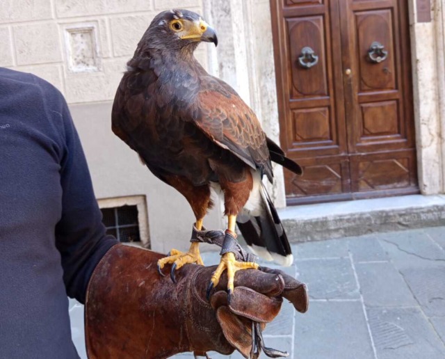 Massa Marittima (Grosseto), l’uso dei rapaci per il contenimento dei piccioni