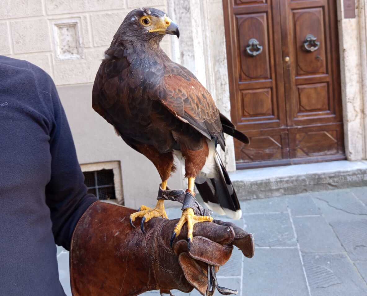 Massa Marittima (Grosseto), l’uso dei rapaci per il contenimento dei piccioni
