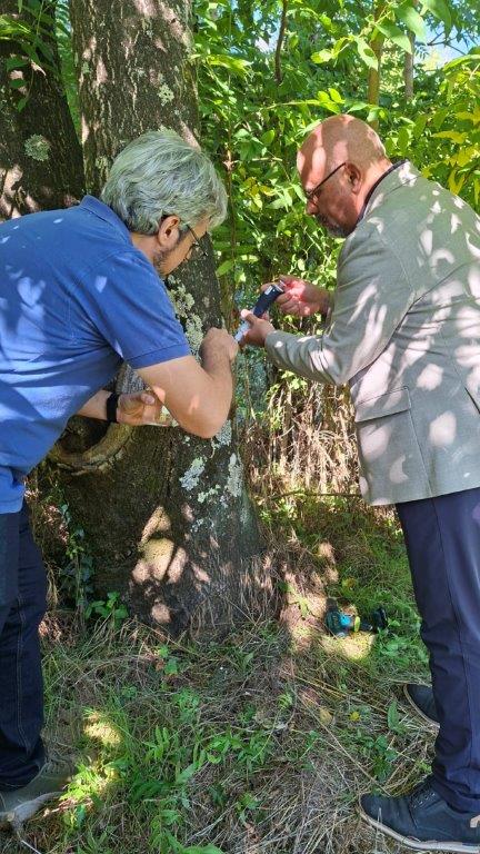 Un fungo per contrastare le piante aliene