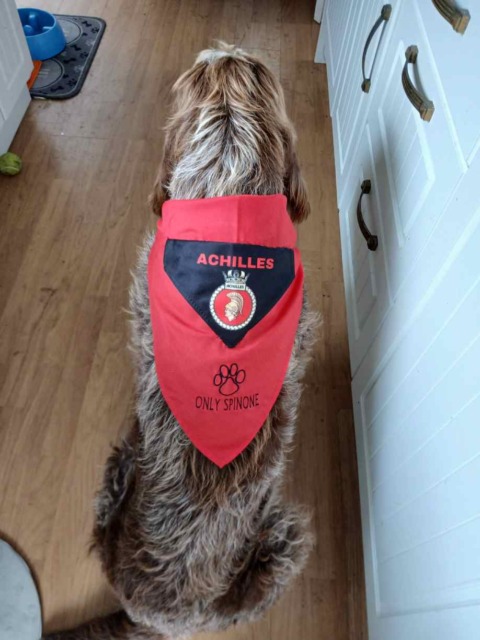 Achilles, il cane abbandonato che attraversa il mare