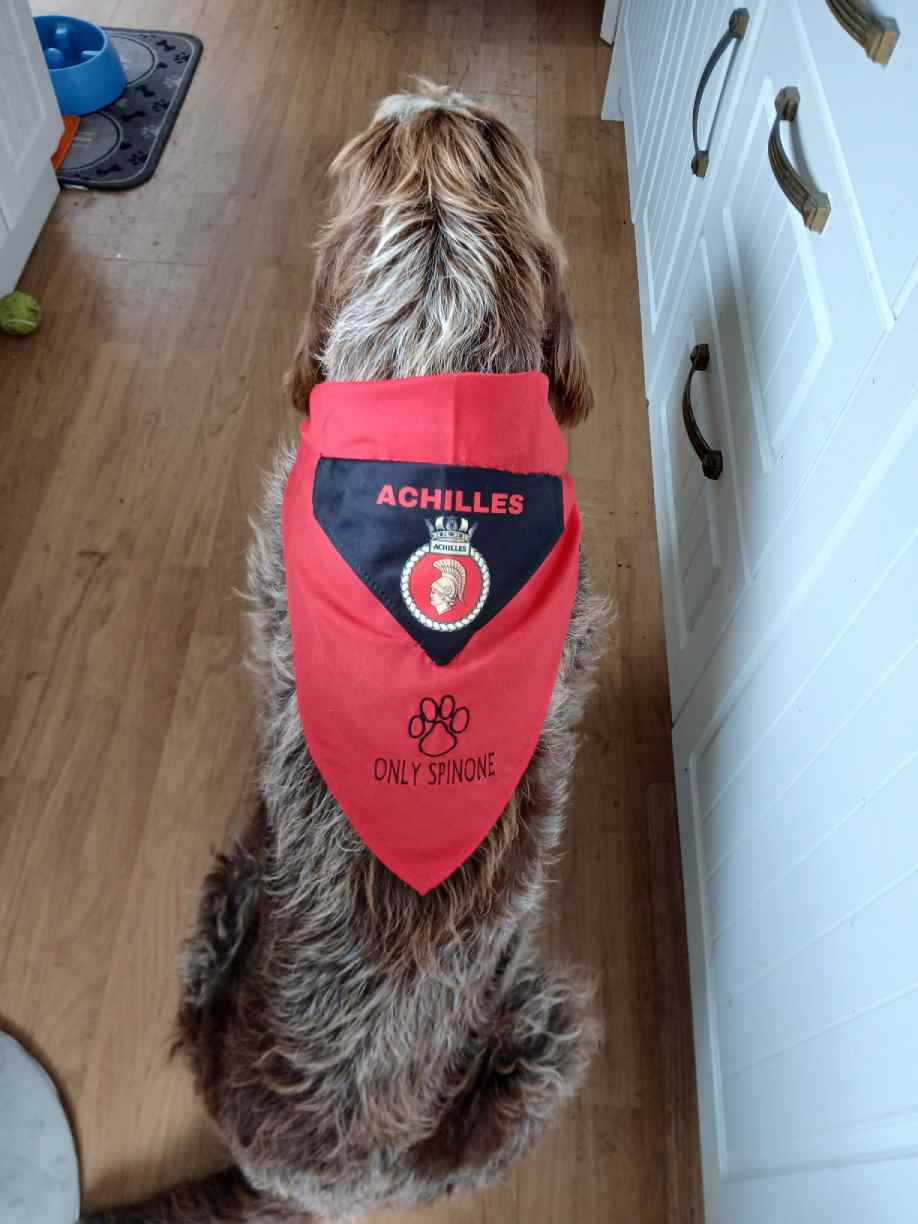 Achilles, il cane abbandonato che attraversa il mare
