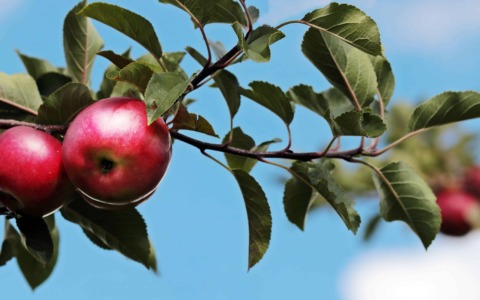 Inaugurazione a Massa Macinaia del “Frutteto dei bambini”