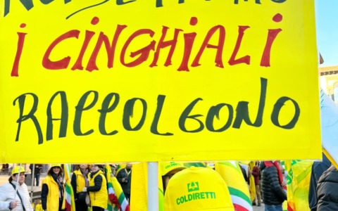 “Peste suina, fermate il virus”: Coldiretti in piazza