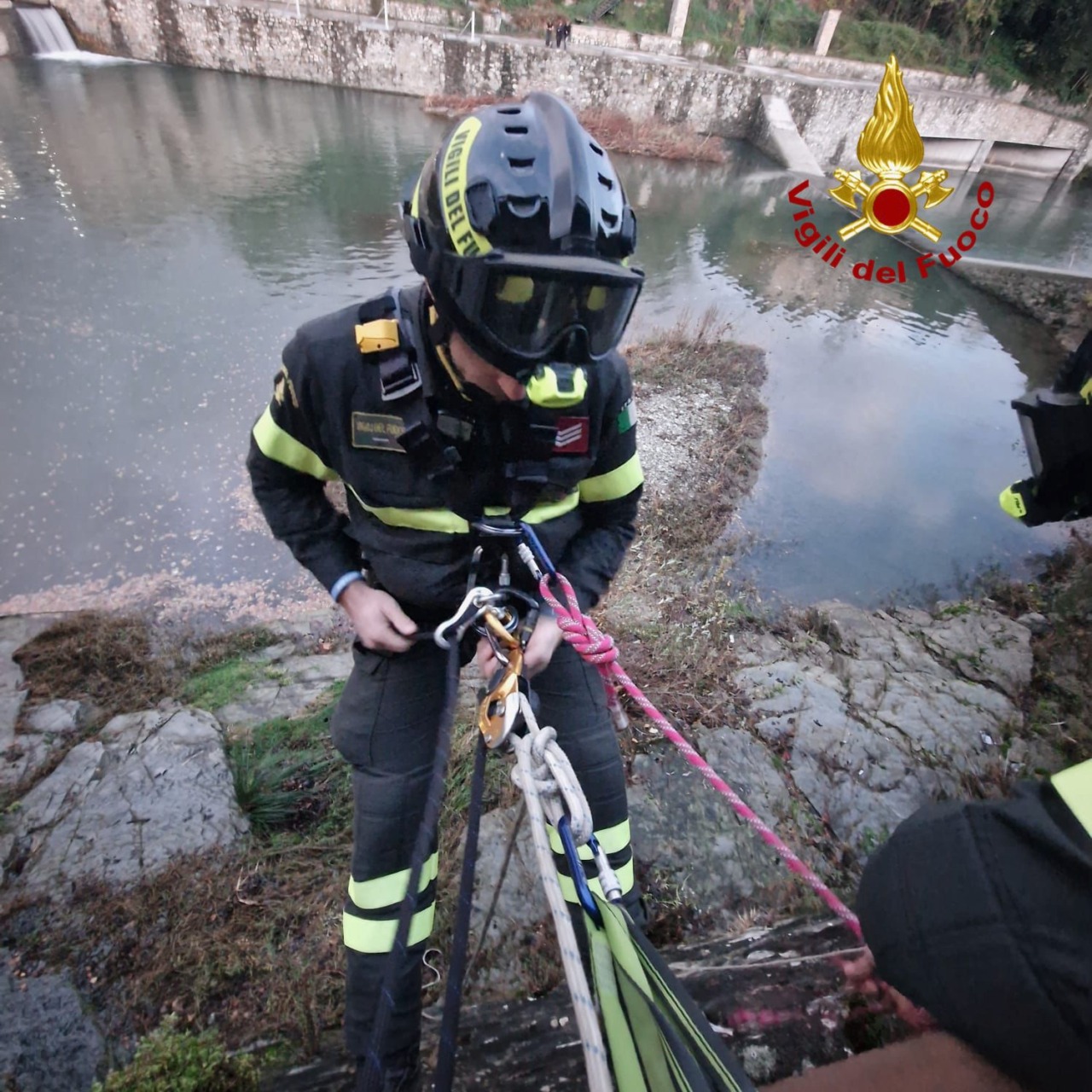 Istrice rimane incastrato sul fiume Arno, intervento dei vigili per metterlo in salvo
