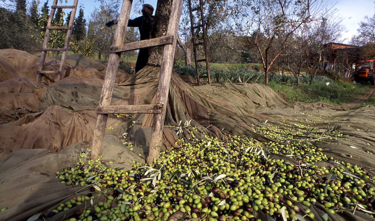 Arriva il Festival dell’Olio che unisce la Valdisieve