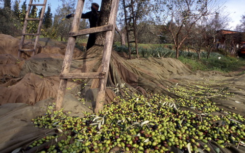 Arriva il Festival dell’Olio che unisce la Valdisieve