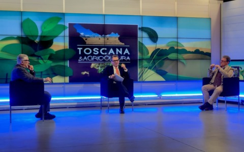 Olivicoltura, un mondo da salvaguardare