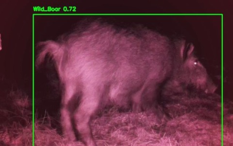 5G e Intelligenza Artificiale per il monitoraggio della fauna selvatica nel Parco di San Rossore