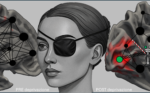 Il cervello ha un potenziale plastico dormiente ma riattivabile