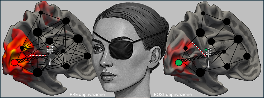 Il cervello adulto può ancora imparare a vedere: lo decide il “pulvinar”