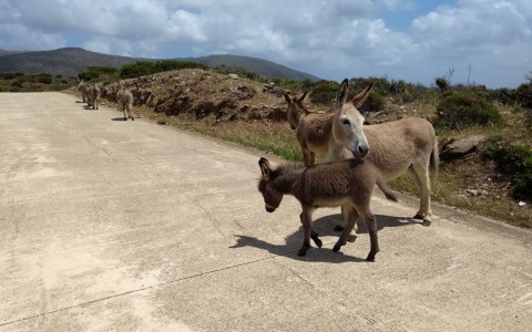 A spasso con i micci: un’esperienza di trekking nel cuore dell’Amiata