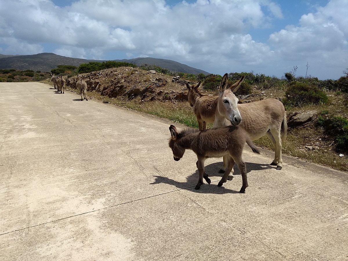 A spasso con i micci: un’esperienza di trekking nel cuore dell’Amiata