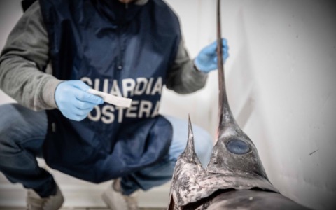 30 kg di pescato non conforme, i controlli del cenone di Capodanno