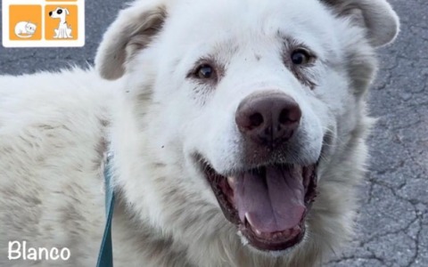 Open Day al Canile di Pontetetto: il Comune promuove una giornata dedicata alle adozioni