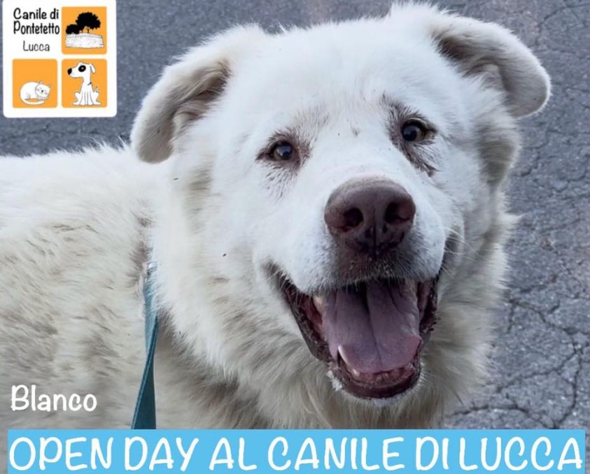 Open Day al Canile di Pontetetto: il Comune promuove una giornata dedicata alle adozioni