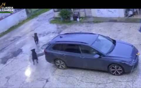 Bambina aggredita da tre Rottweiler a Cascina: salvata da finanziere libero da servizio