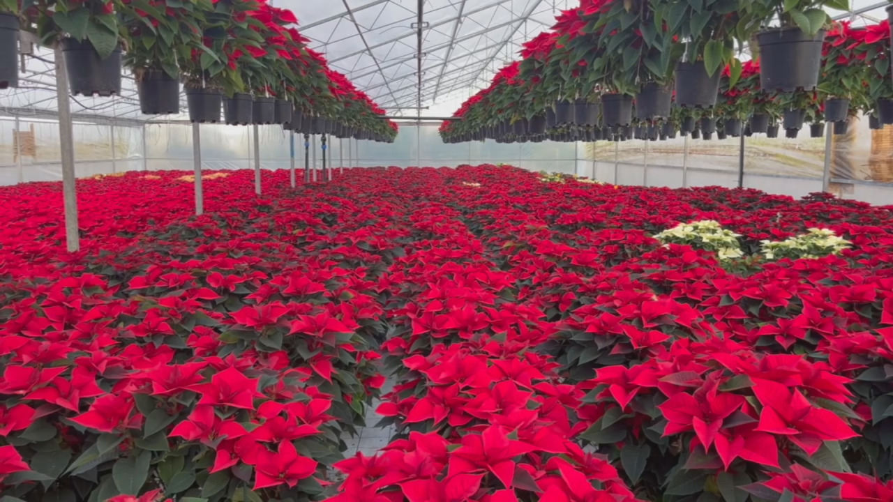 Stelle di natale, il grande classico che resiste