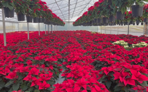 Stelle di Natale, il grande classico che resiste