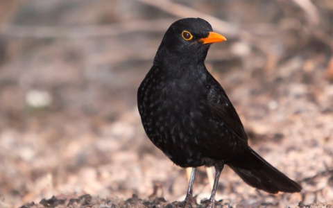 Operazione antibracconaggio: a Pisa e Livorno task force per salvare tordi e merli