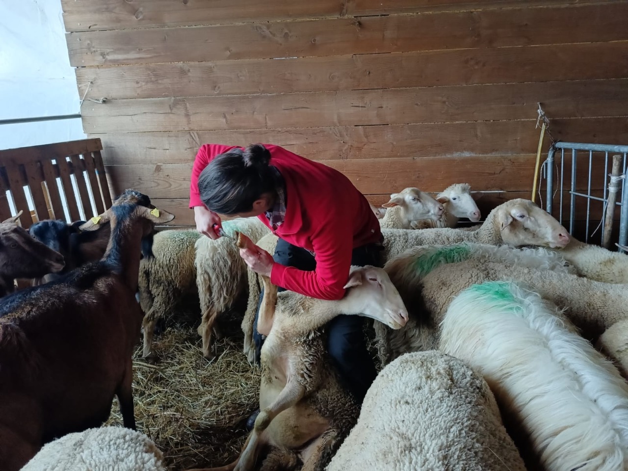 Quarto anno di attività per la ShepherdSchool, la Scuola per pastori e allevatori