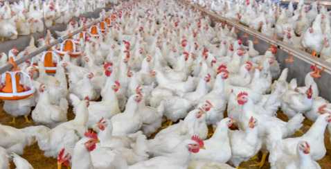 Aviaria, scoperto un focolaio in un allevamento di polli di Agliana (Pistoia)