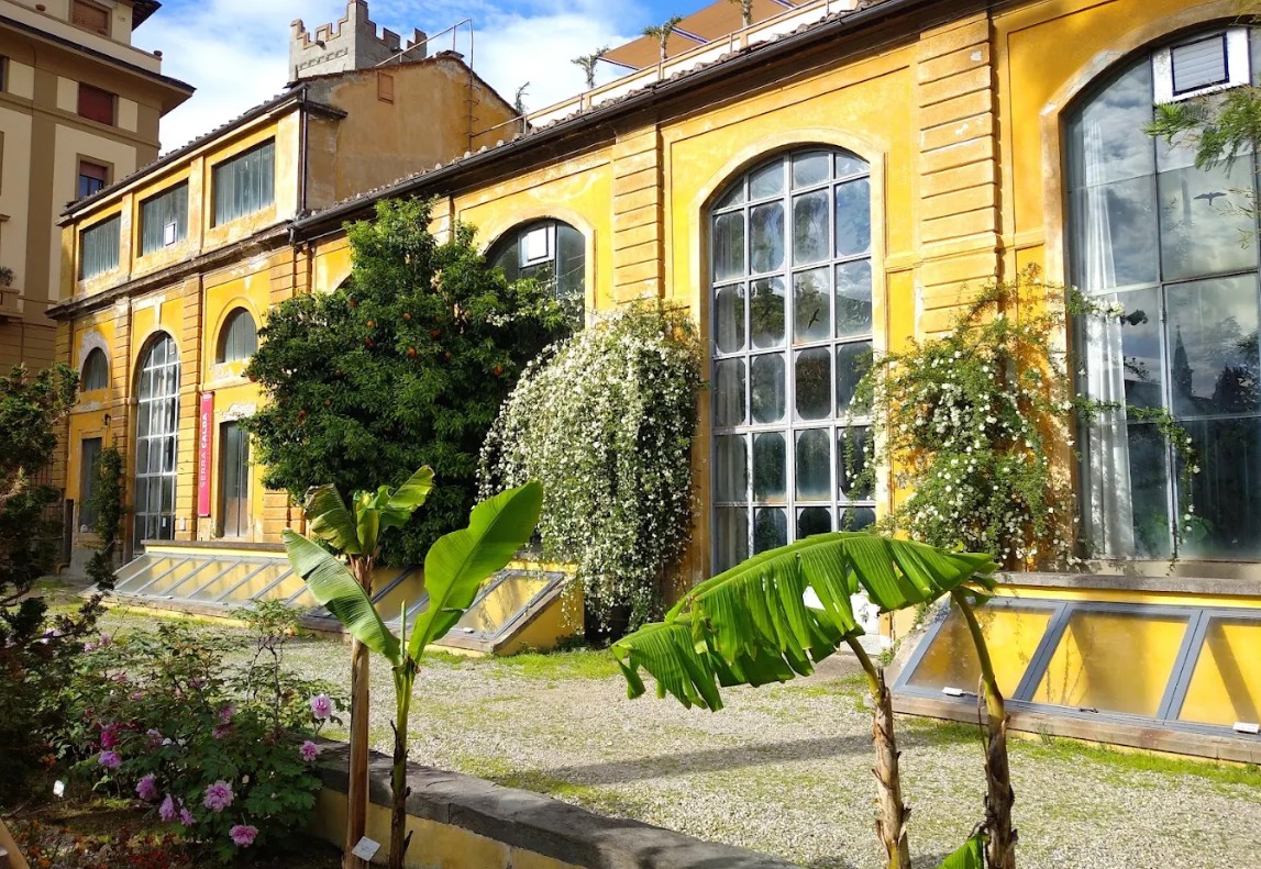 I fiori di ghiaccio al Giardino dei Semplici di Firenze: lo spettacolo della Verbesina Virginica