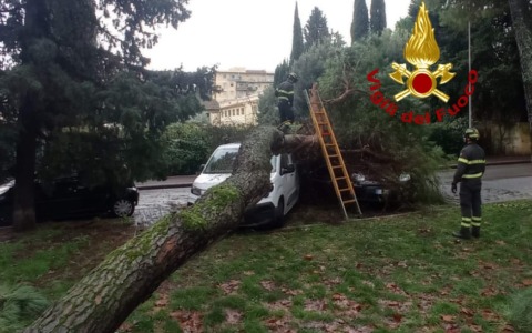 Pino caduto, nessuna criticità sugli altri alberi