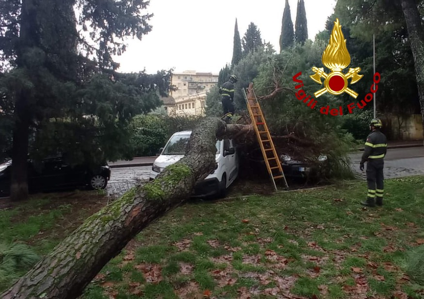 Pino caduto, nessuna criticità sugli altri alberi