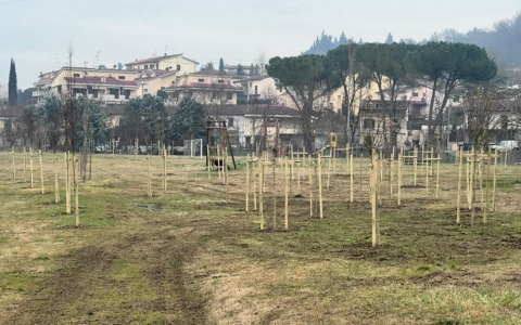 Plures Alia, piantati 61 alberi nel parco di Baccaiano