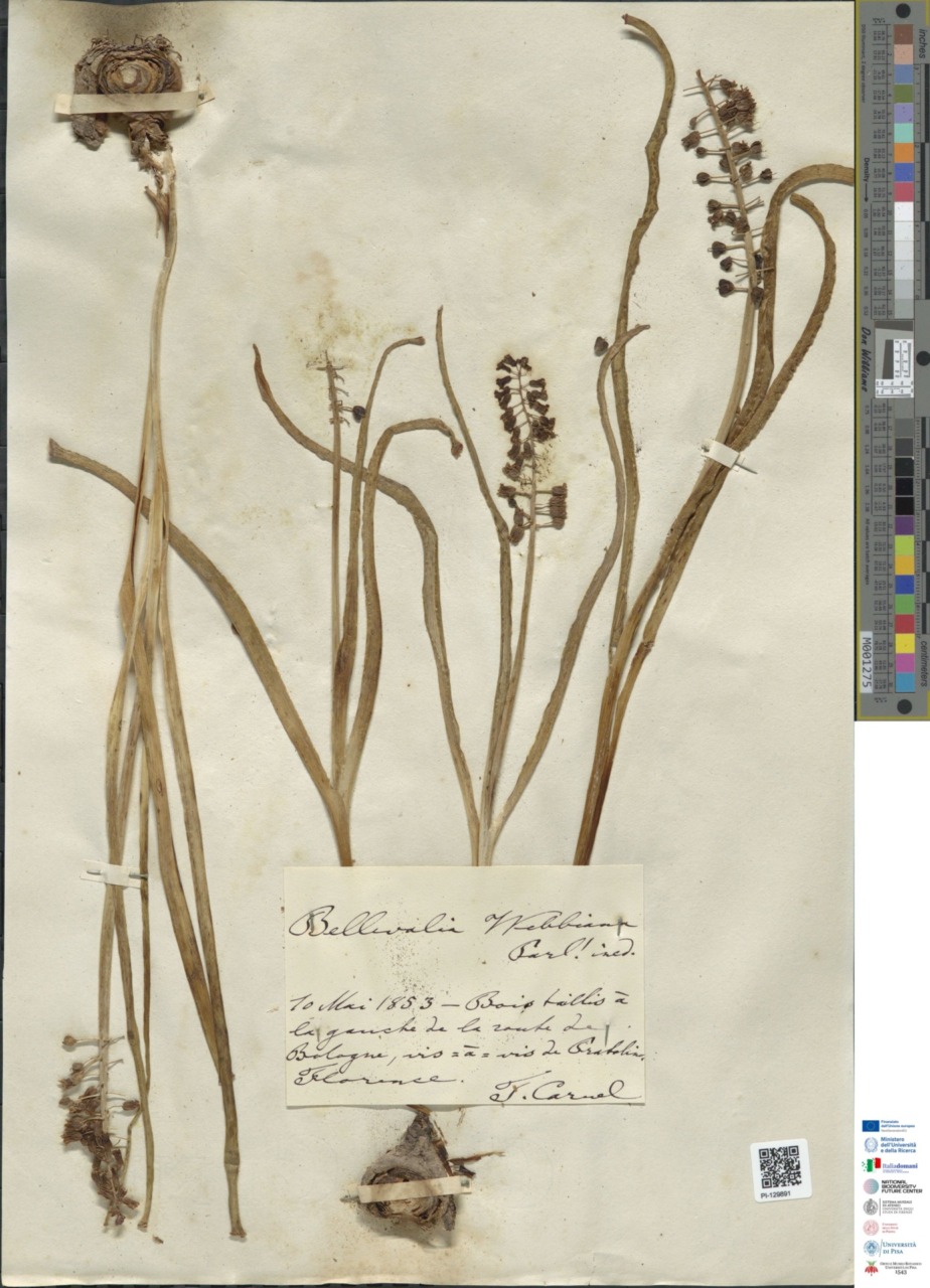 Digitalizzati i 357 mila campioni dell’Erbario dell’Università di Pisa