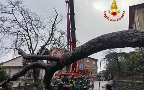 Paura a Scansano, cade grosso pino all’ingresso del paese