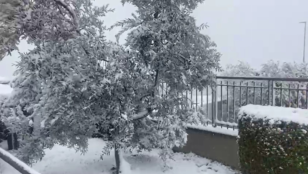 Neve e freddo toccasana per viti, olivi e cereali