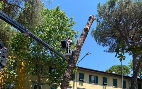 Emergenza cocciniglia del pino