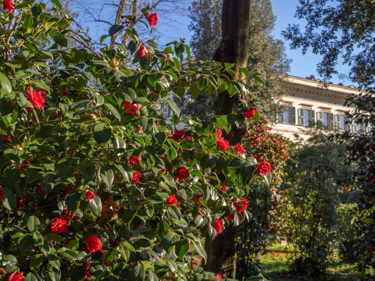 San Valentino a Villa Reale di Marlia, fra le prime camelie in fiore