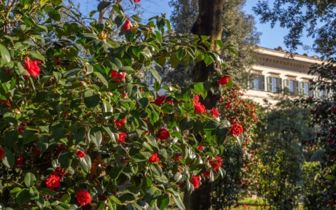 San Valentino a Villa Reale di Marlia, fra le prime camelie in fiore