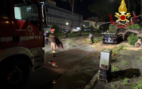 Grosso pino cade in strada, colpite due auto