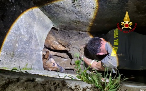 Cane bloccato in un tubo, salvato dai vigili del fuoco
