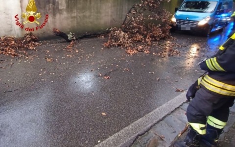 Firenze, crolla un albero in strada: colpito uno scooterista