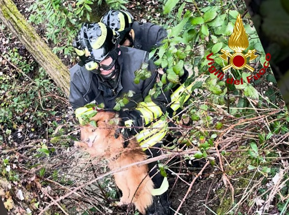 Cane cieco disperso da due giorni: ritrovato dai vigili del fuoco