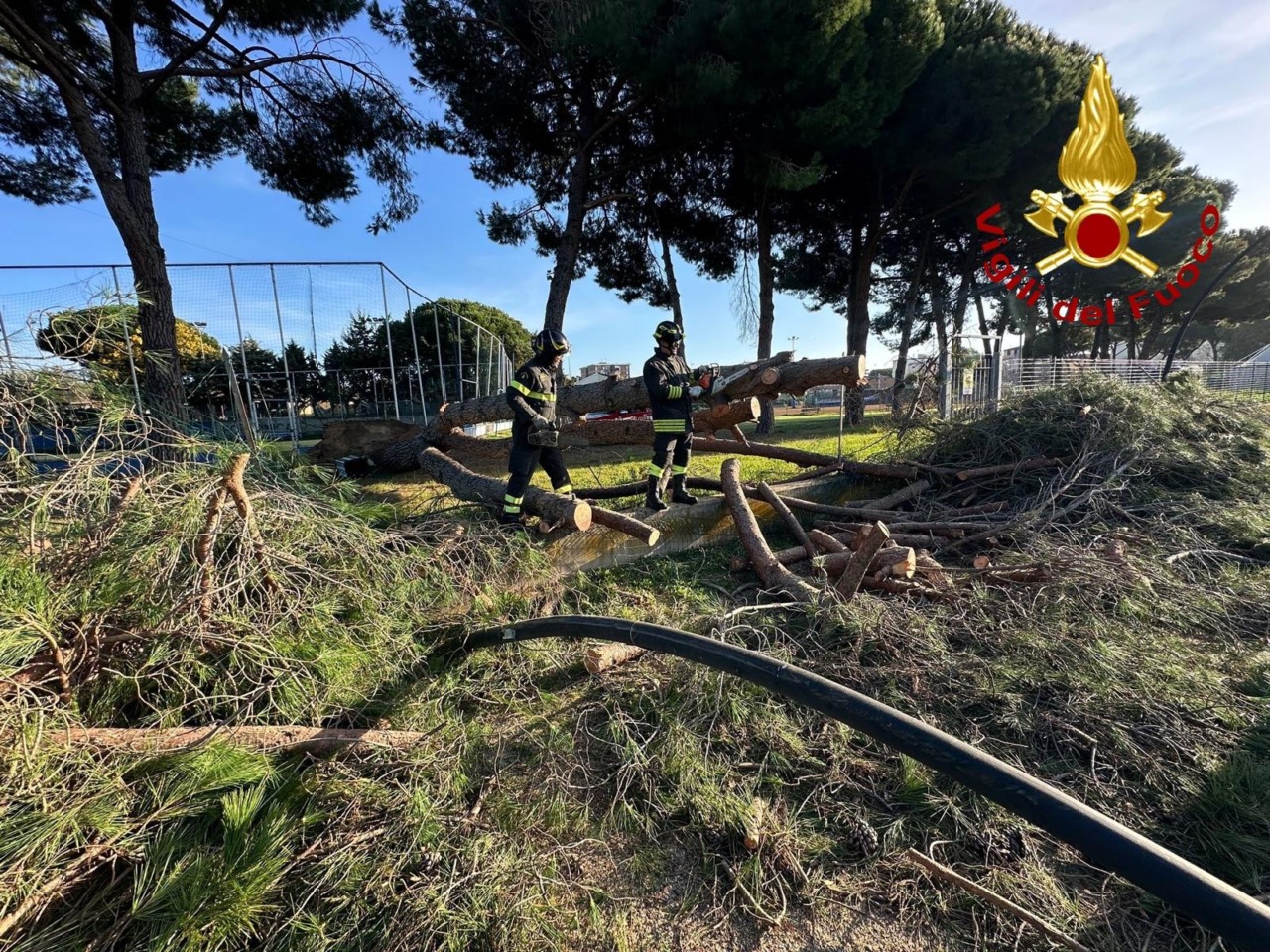 Follonica, grosso pino cade sulla pista ciclabile