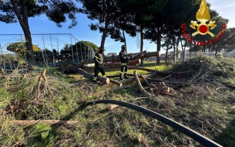 Follonica, grosso pino cade sulla pista ciclabile